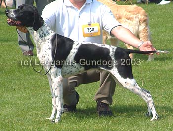 Limit Dog